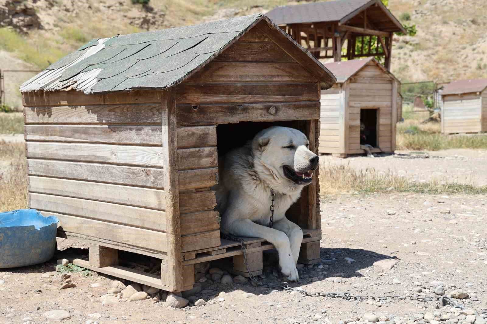 Denizli Haber Çoban Köpekleri