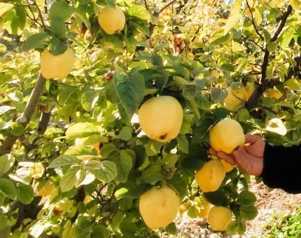 Denizli Haber Ferononmdesteği (3)