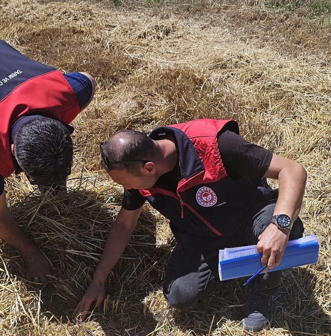 Denizli Haber Hububat Sezonu Acp (3)