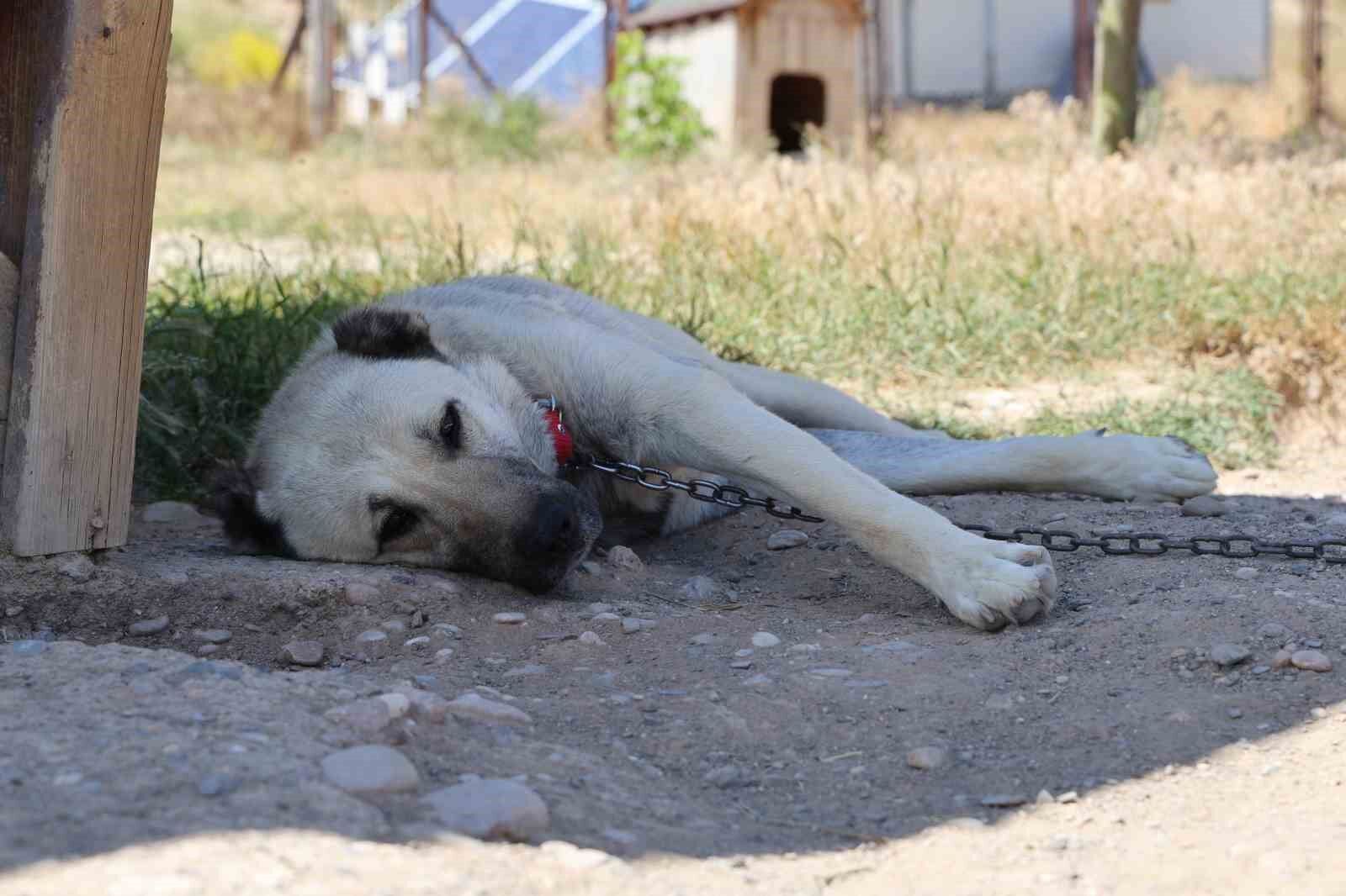 Denizli Haber Kangal Köpekleri1
