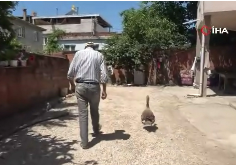 Denizli Haber Kaz Dostluk