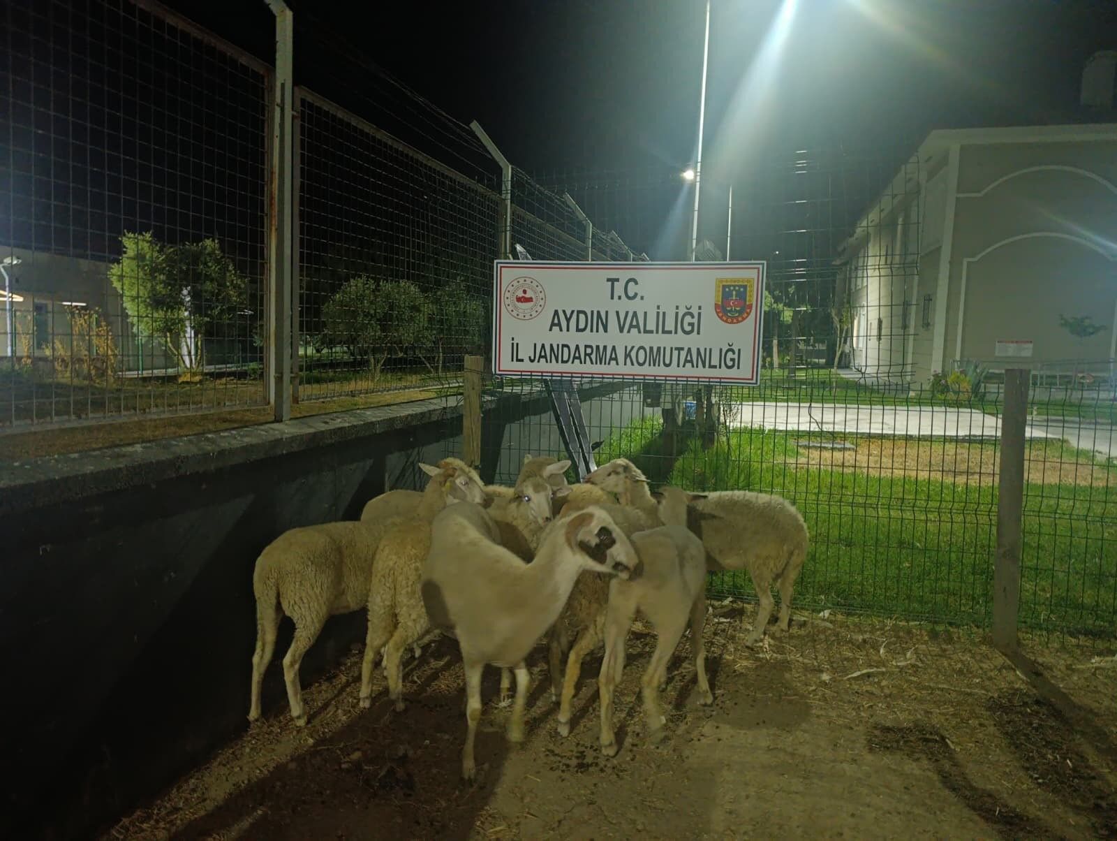Denizli Haber Koyun Çalındı