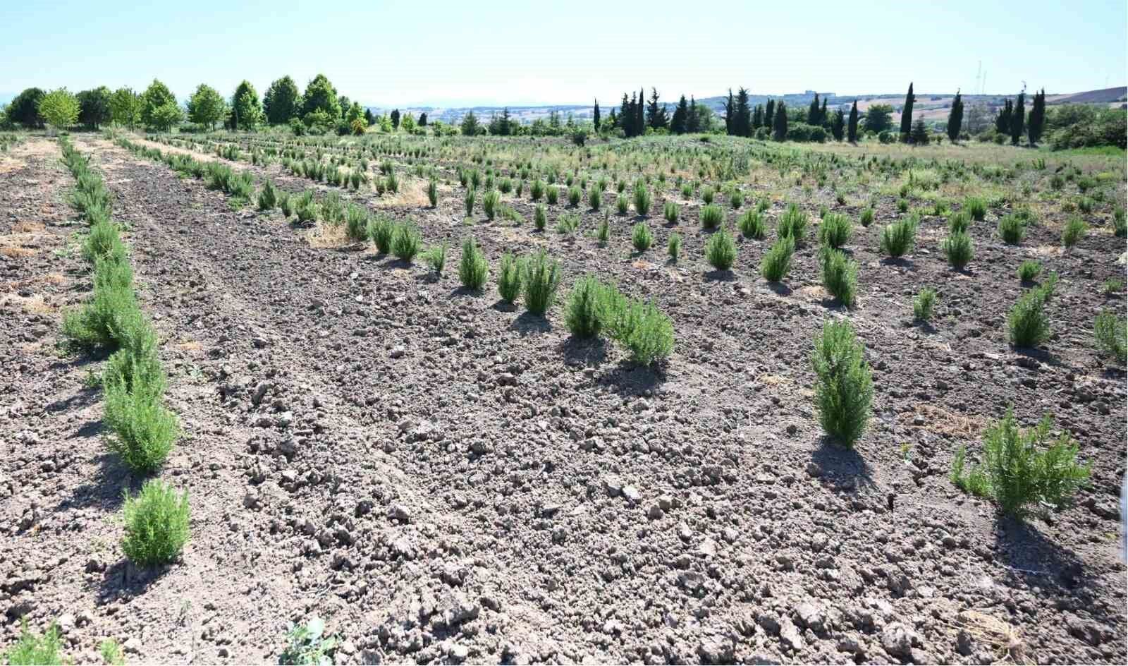 Denizli Haber Tıbbimeyve
