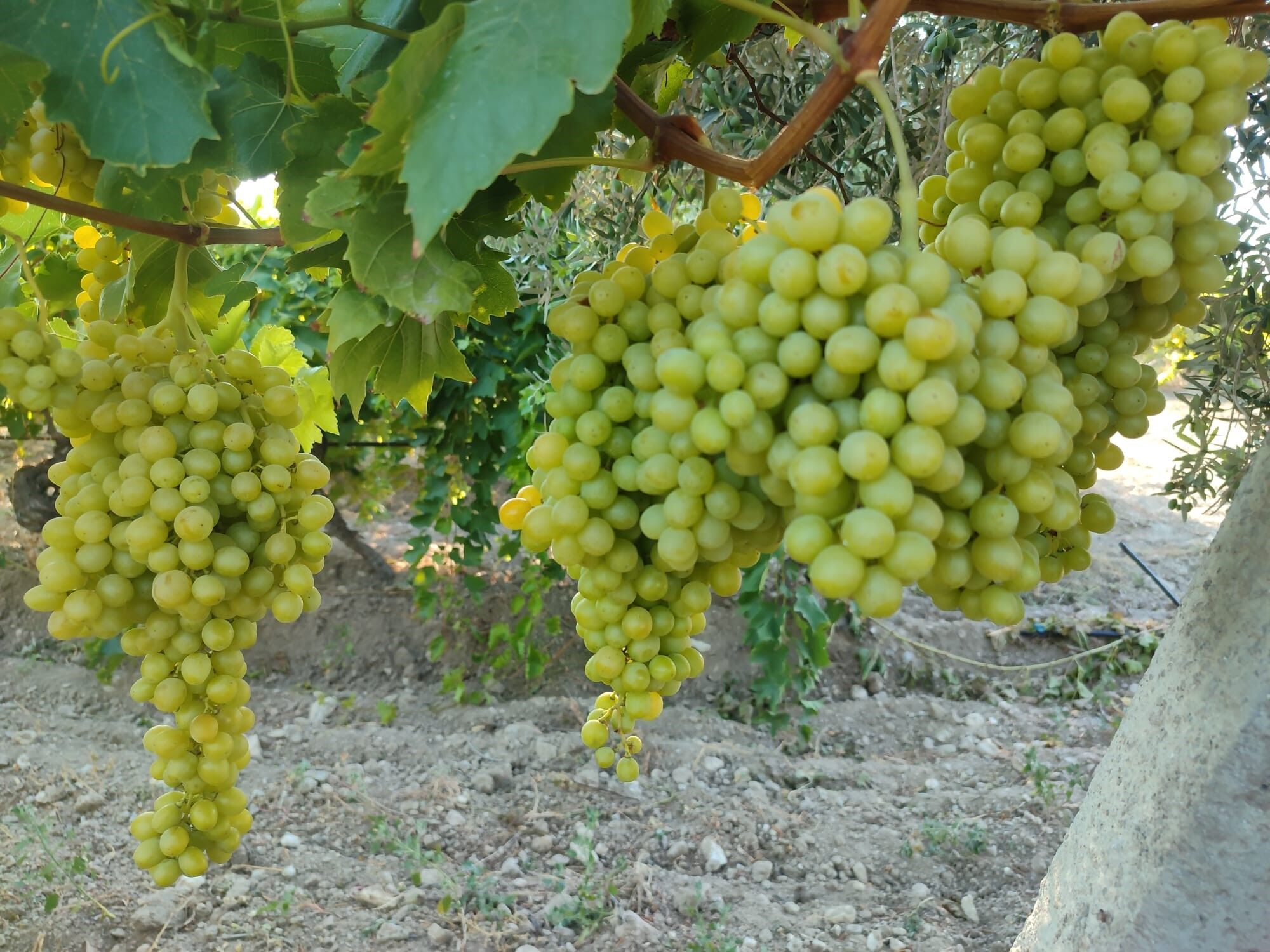 Denizli Haber Üzümhasadı (2)