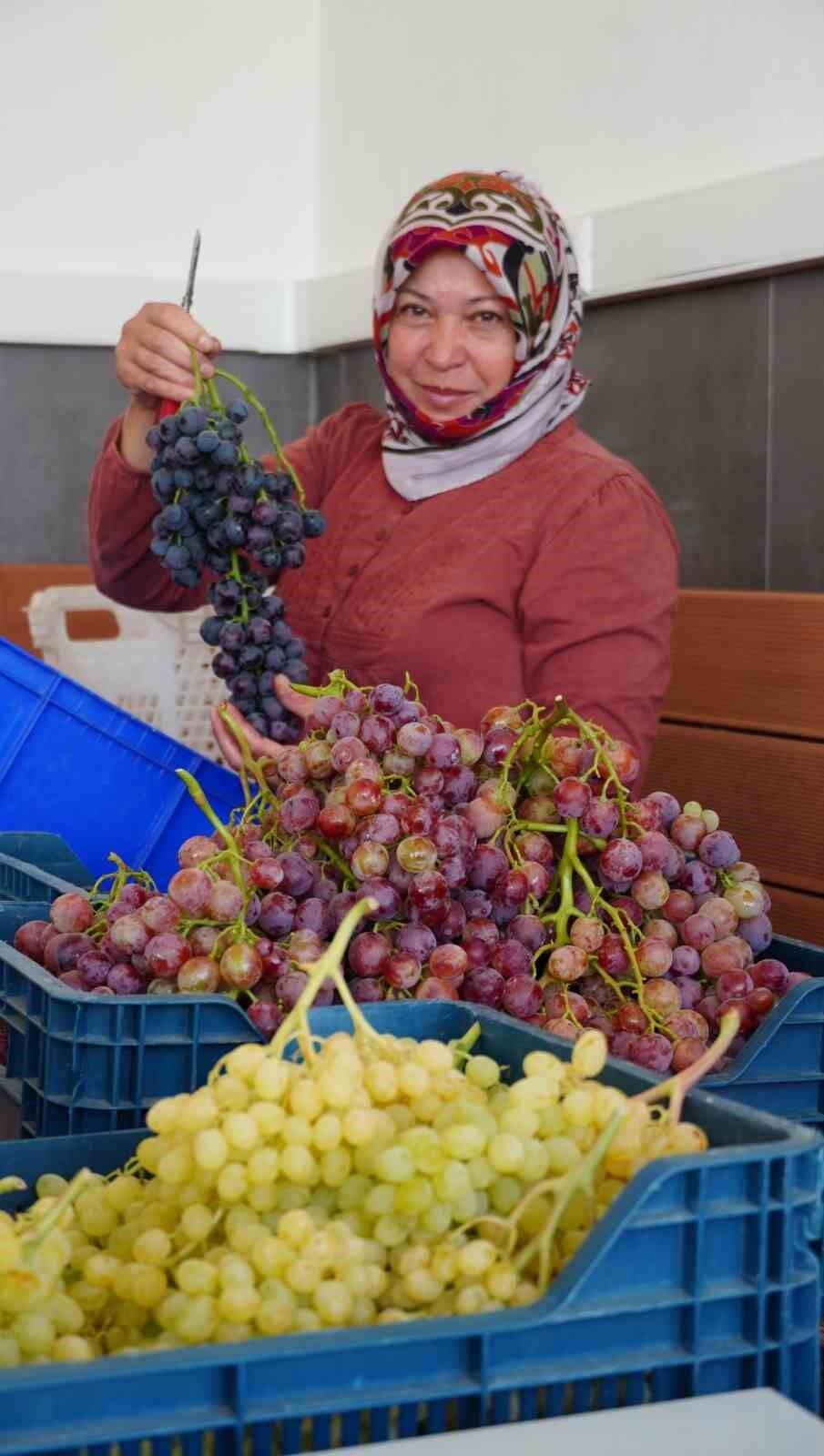 Denizli Haber Çielk Üzüm (1)
