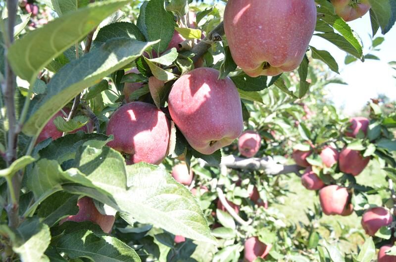 Denizli Haber Çivrilelmayarışması (2)
