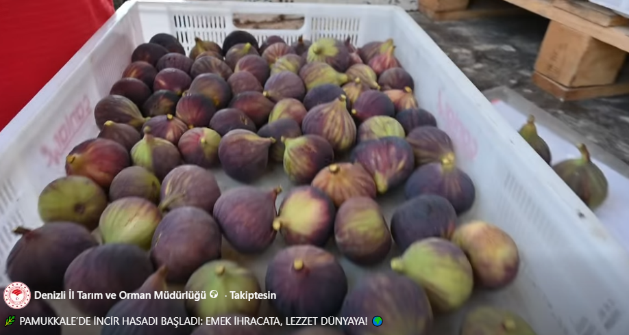 Denizli Haber Incir (2)-4