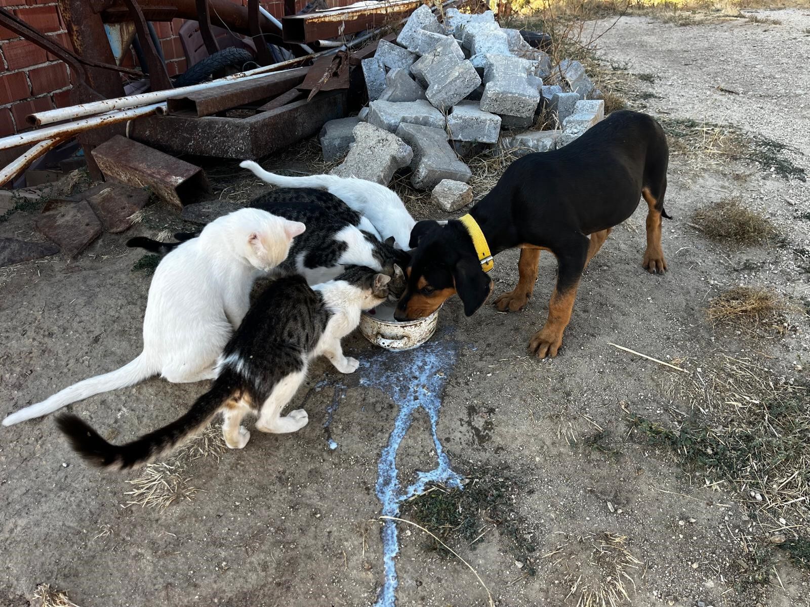 Denizli Haber Kedi Köpek