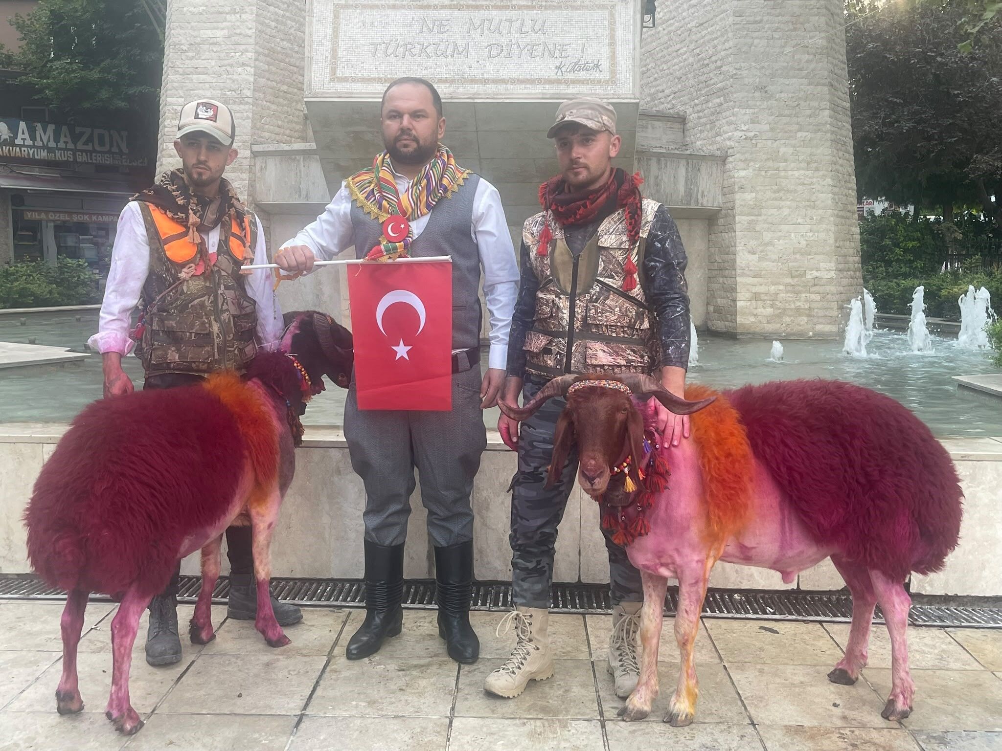 Denizli Haber Koyunlar Kortejde (1)