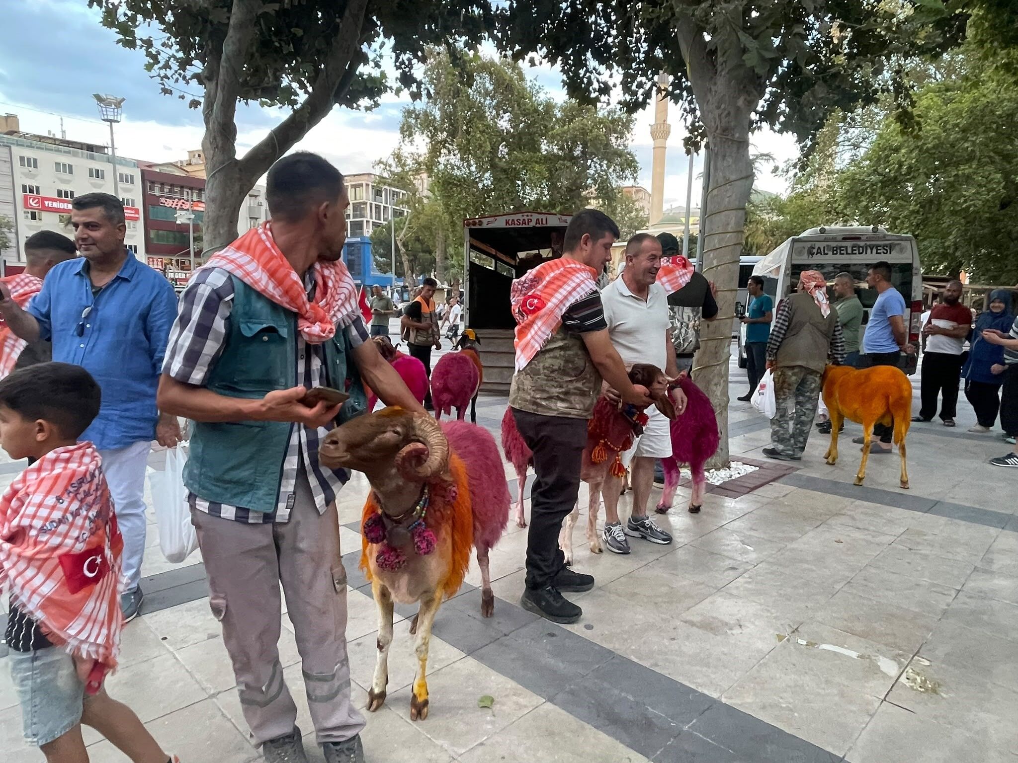 Denizli Haber Koyunlar Kortejde (2)