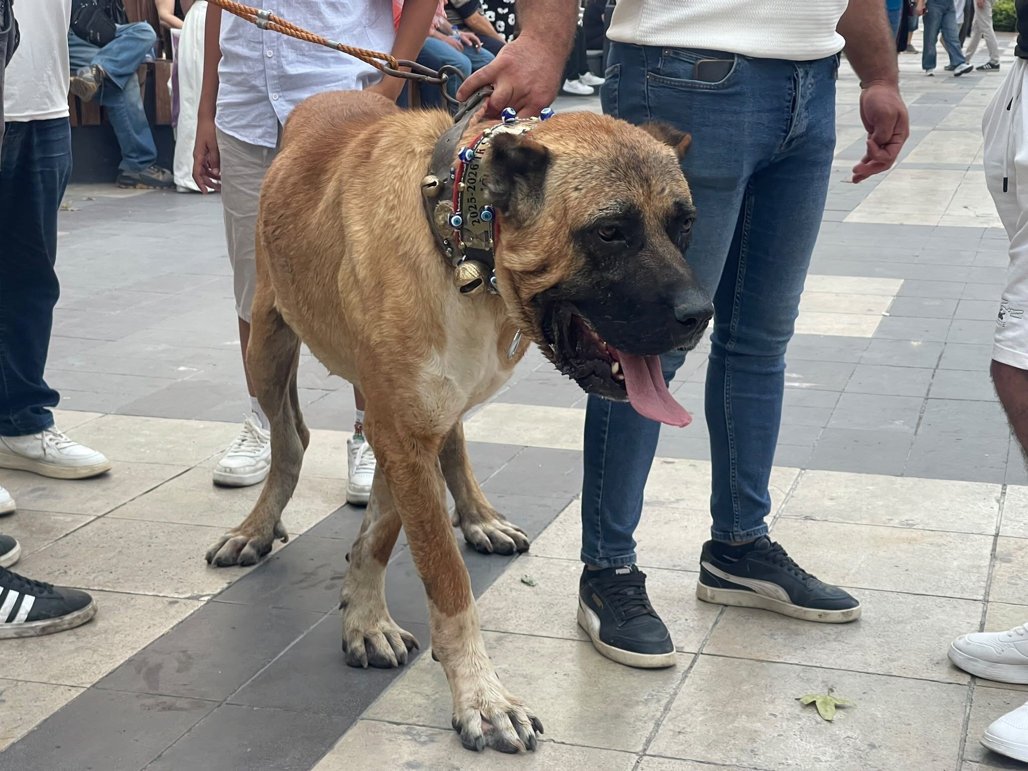 Denizli Haber Koyunlar Kortejde (3)