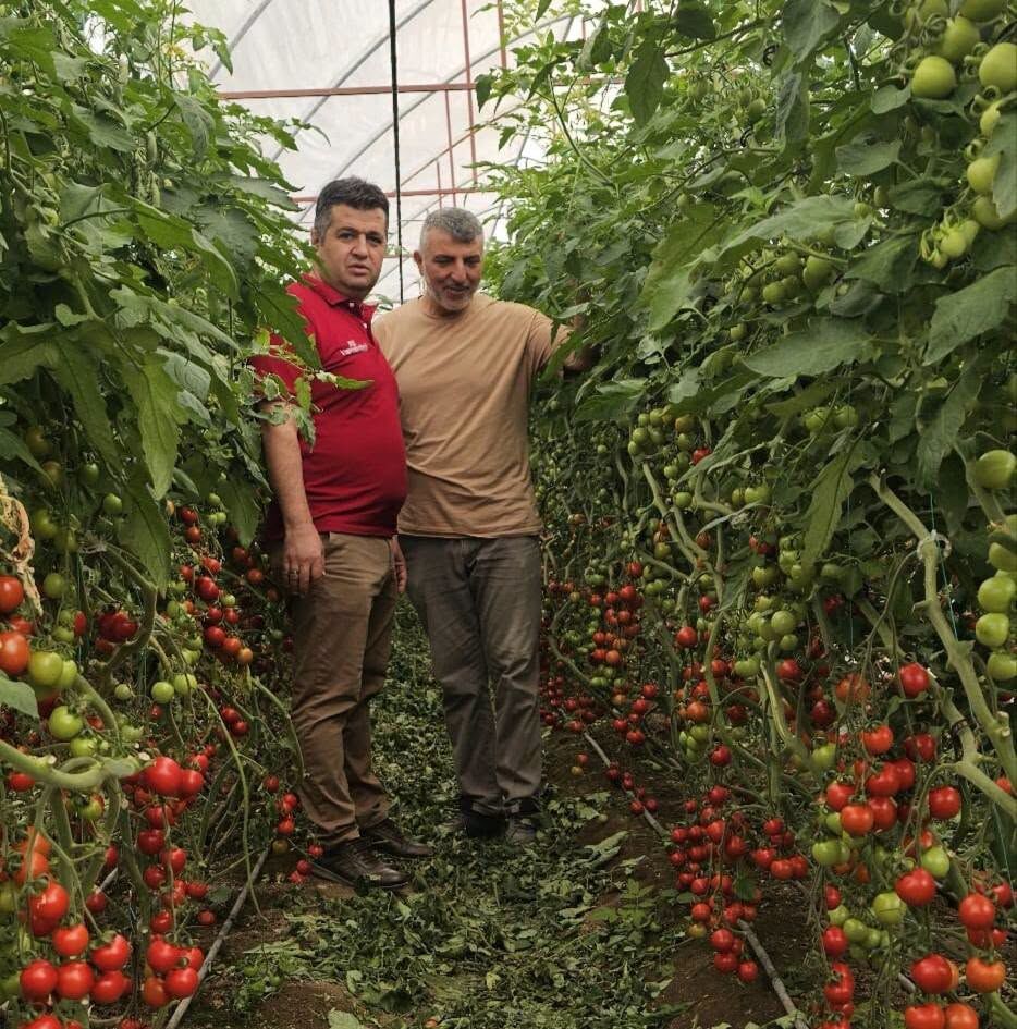 Denizli Haber Örtü Altı Yeşitiricilik (3)