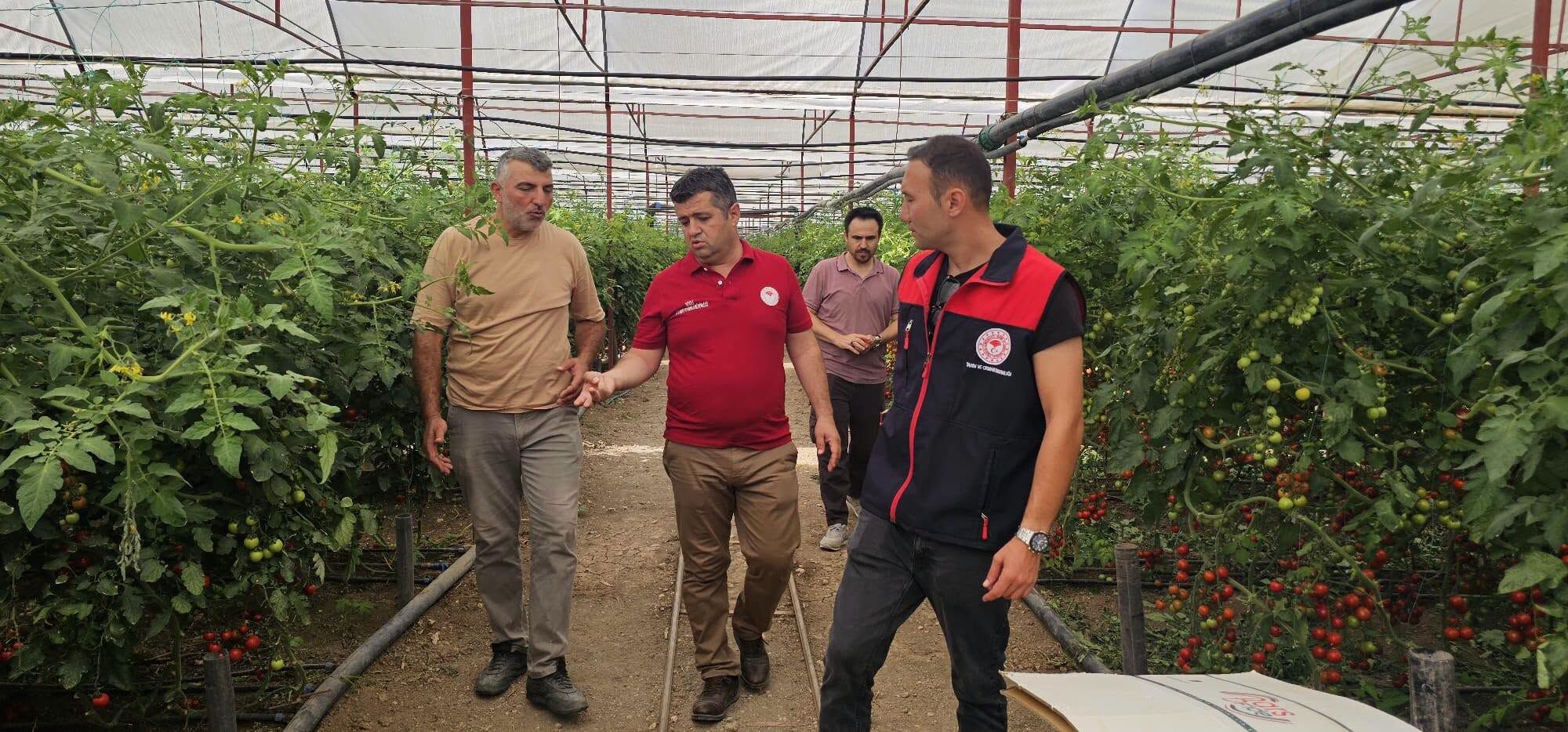 Denizli Haber Örtü Altı Yeşitiricilik (5)