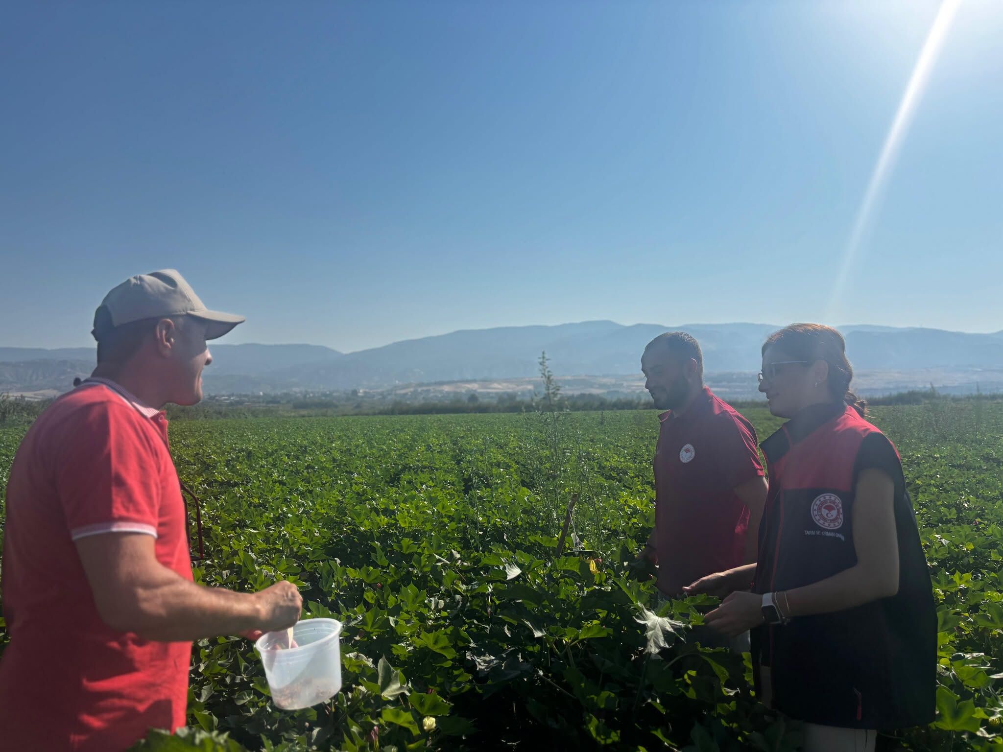 Denizli Haber Tarla Zareytın Pamuk (4)