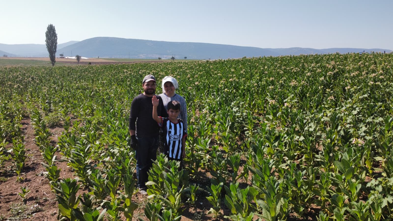Denizli Haber Tutun Tarlası (3)