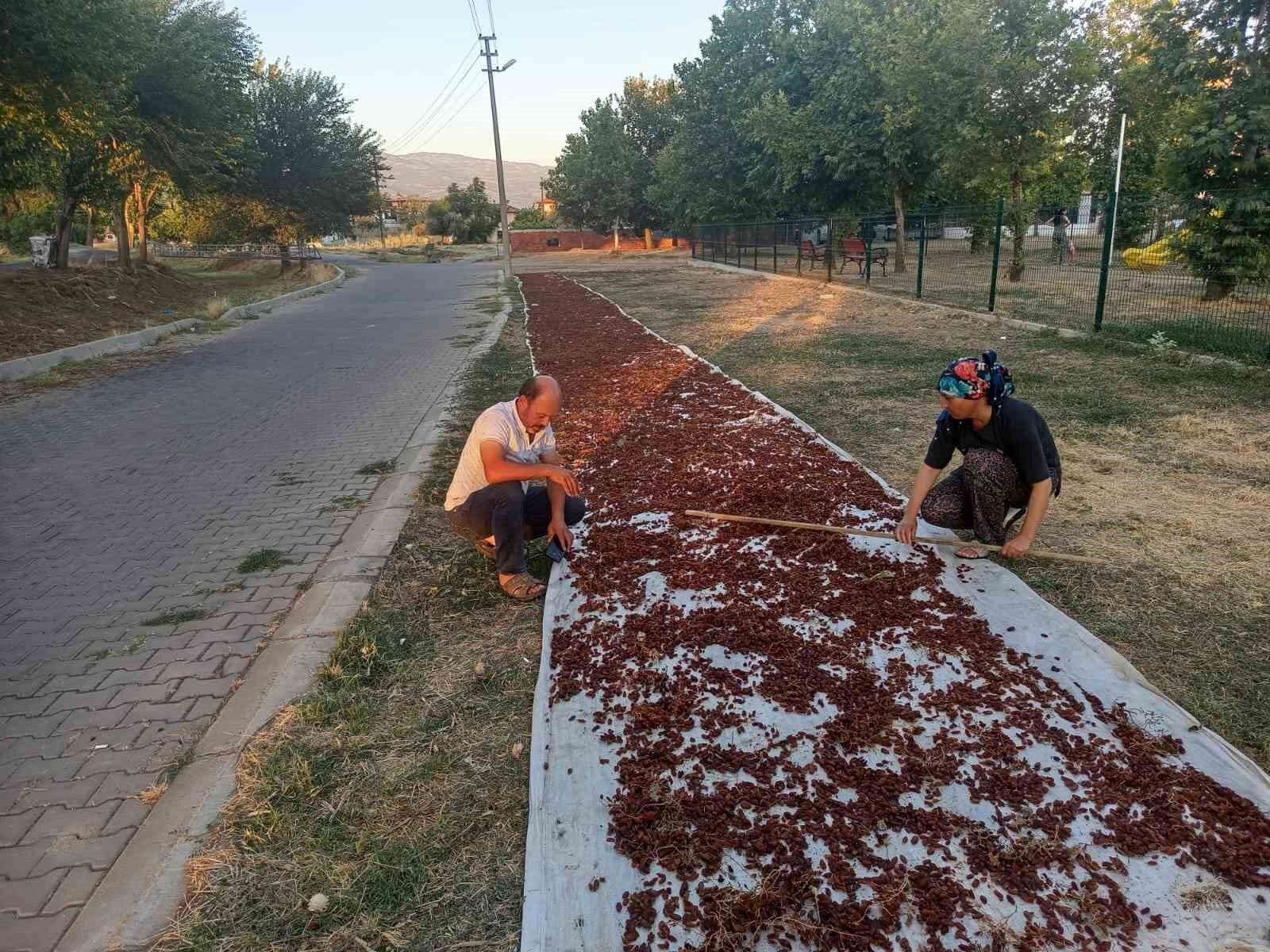 Denizli Haber Üzüm (1)-3