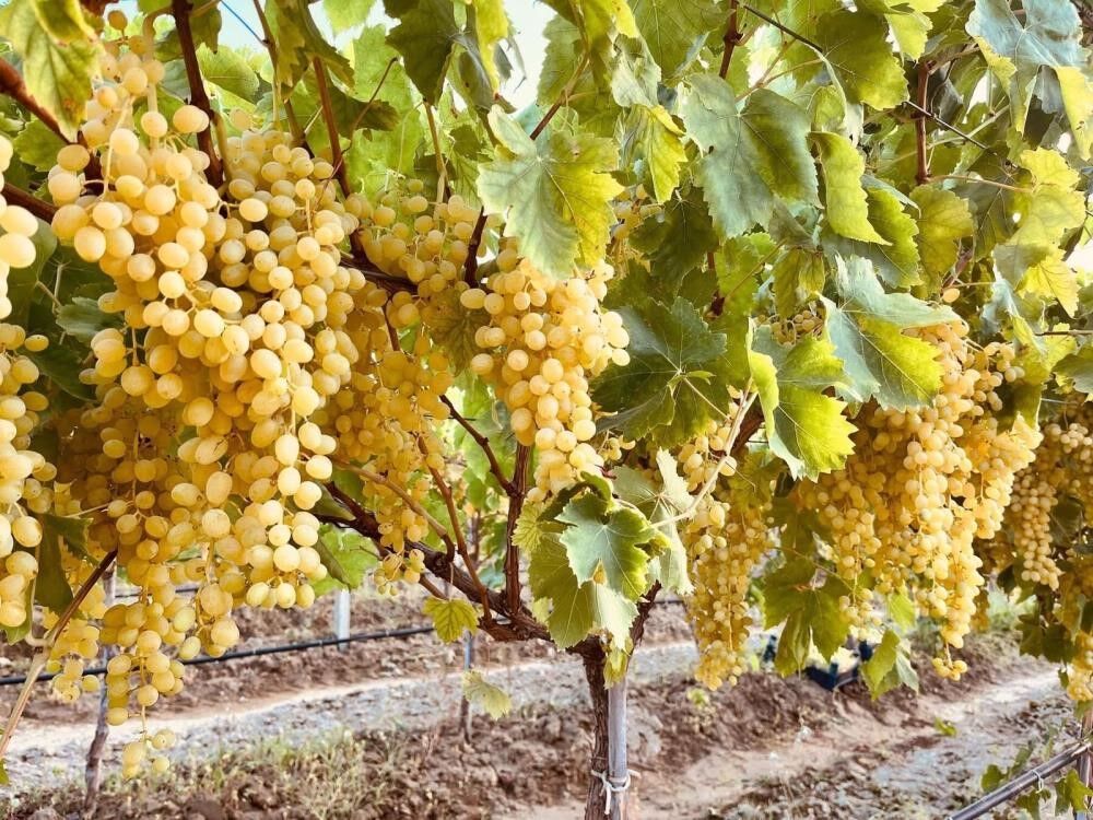 Denizli Haber Üzümüreticileri (2)
