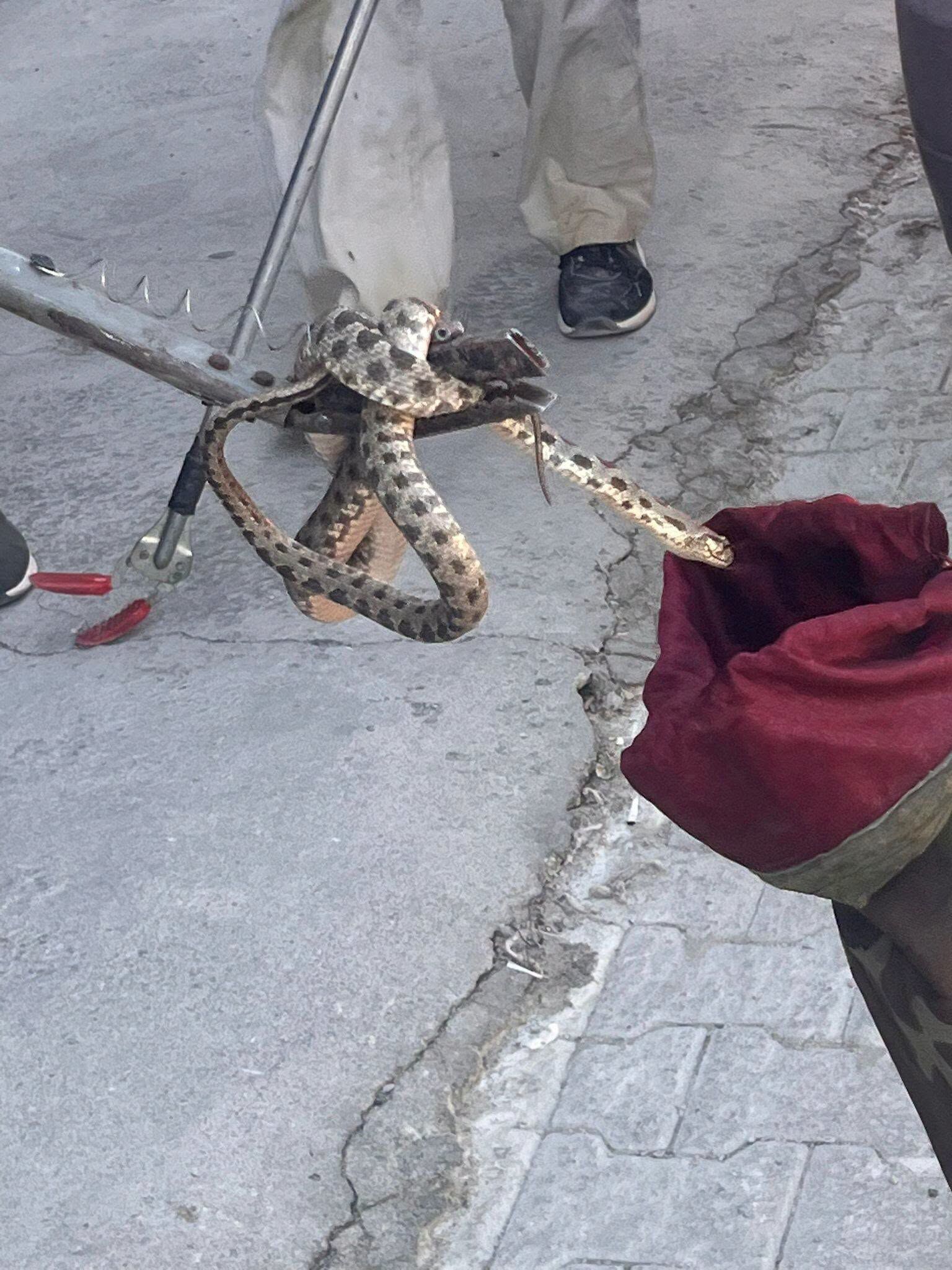 Yılanpanigi
