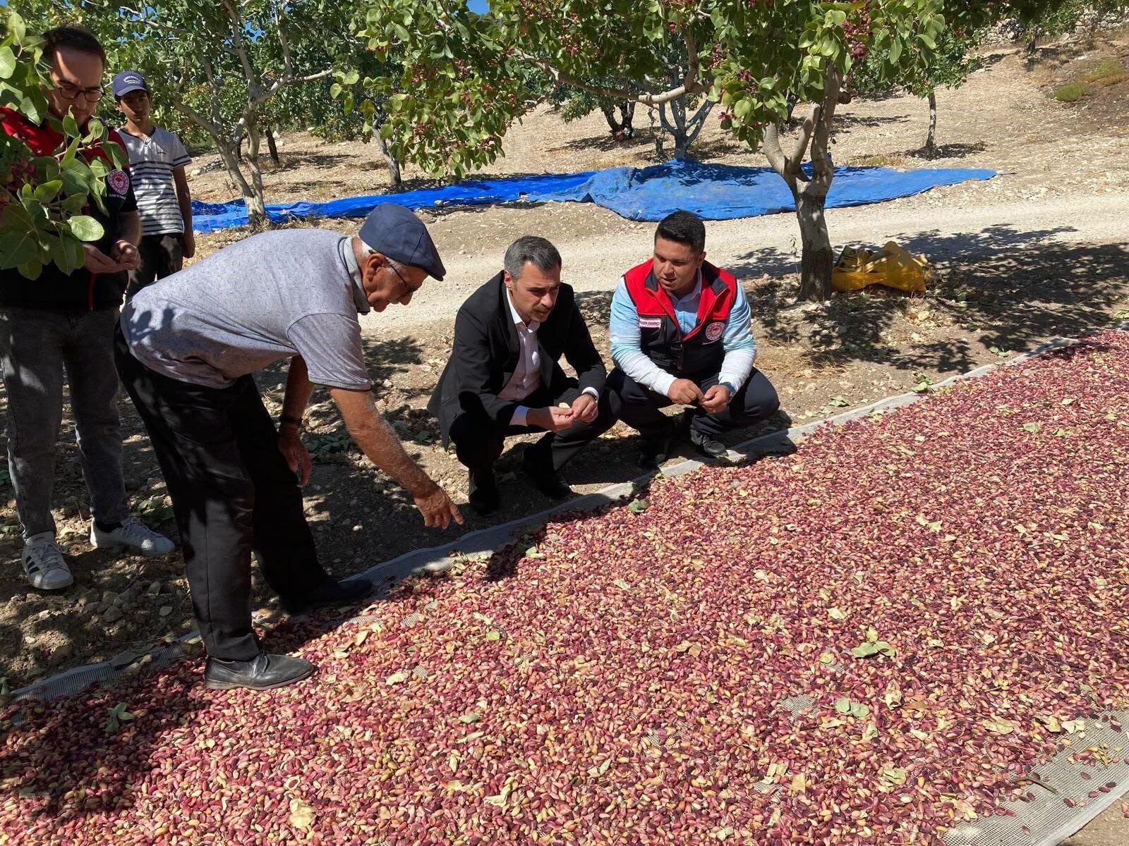 Denizli Haber Antep Fıstığı (1)-1