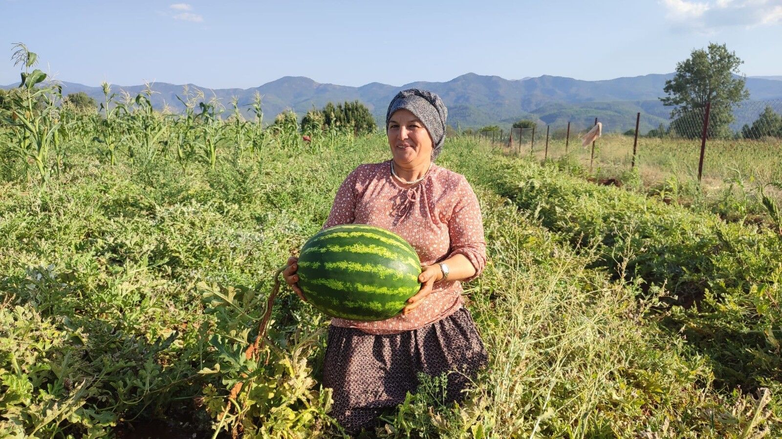 Denizli Haber Ata Tohumu (2)
