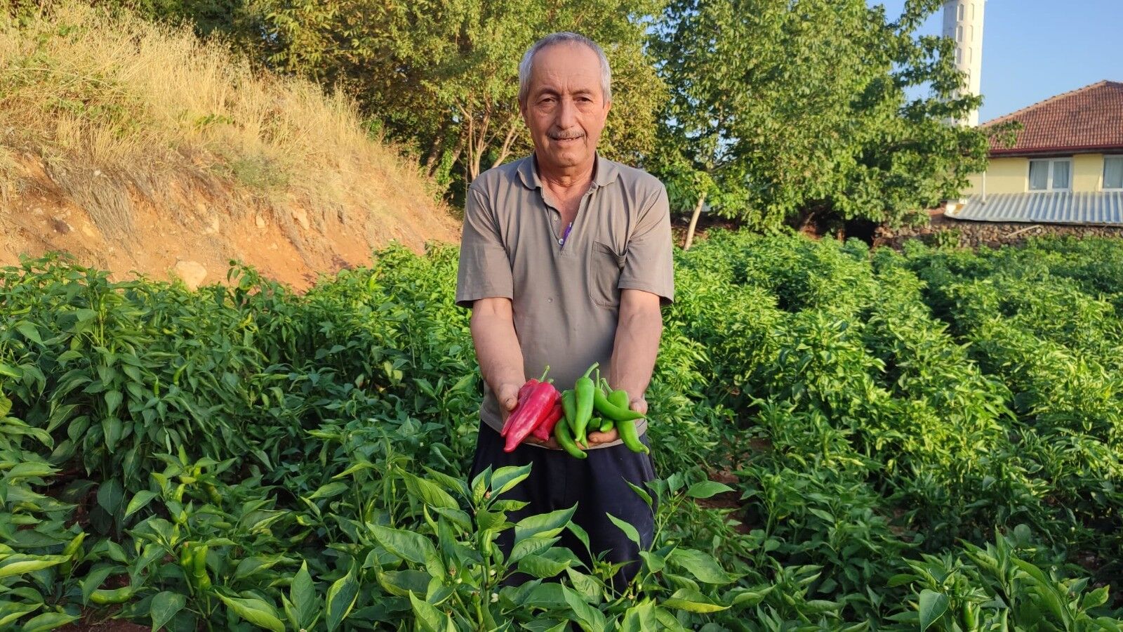 Denizli Haber Ata Tohumu Bıber3 (4)
