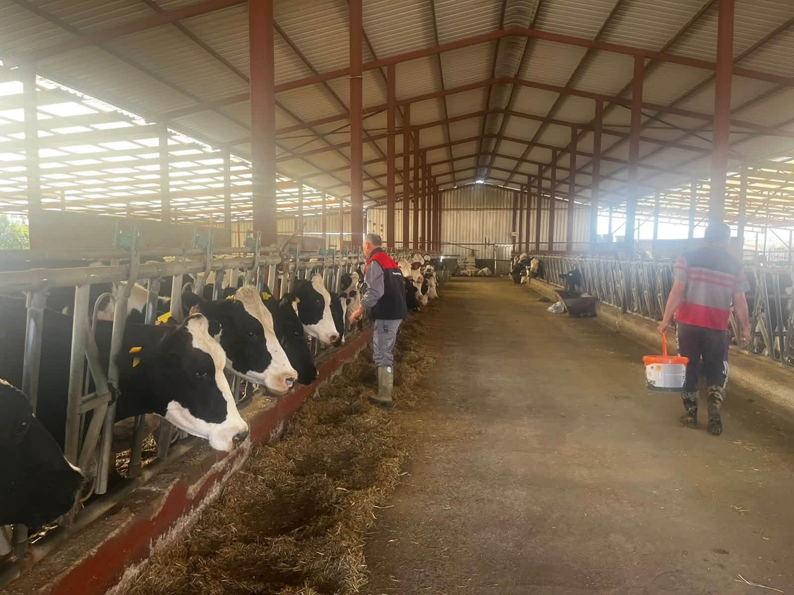 Baklan'da sonbahar dönemi şap aşılamaları başladı