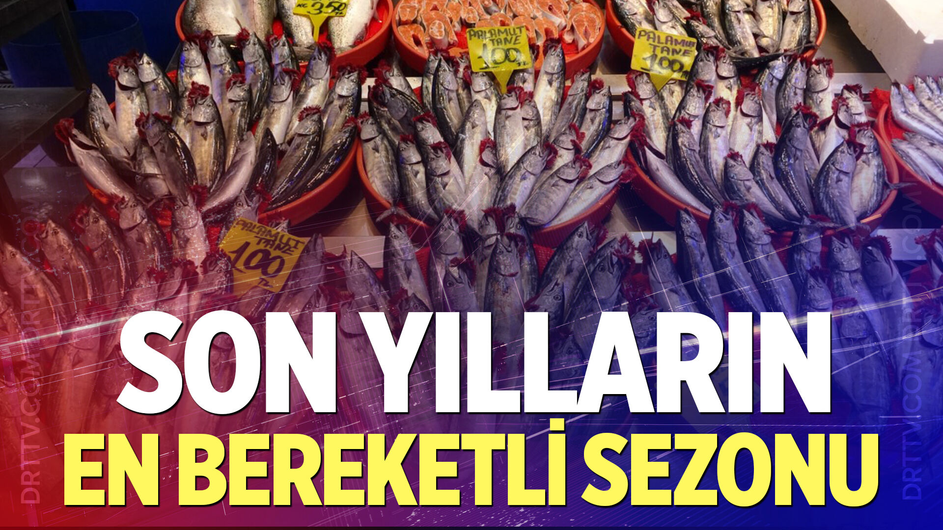 Balıkçıların yüzü bu sezon gülüyor