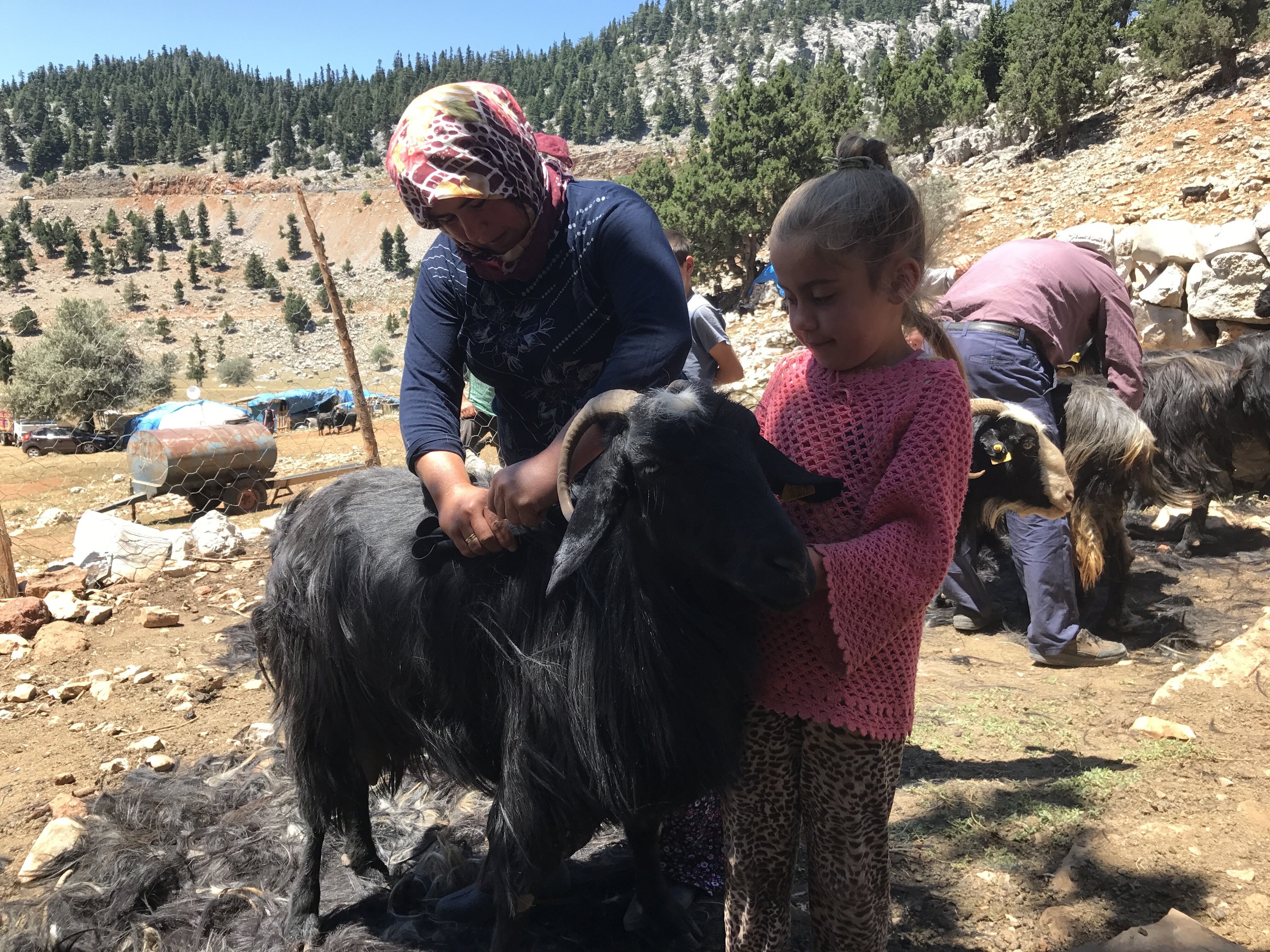 Denizli Haber Kıl Kırkmak (8)