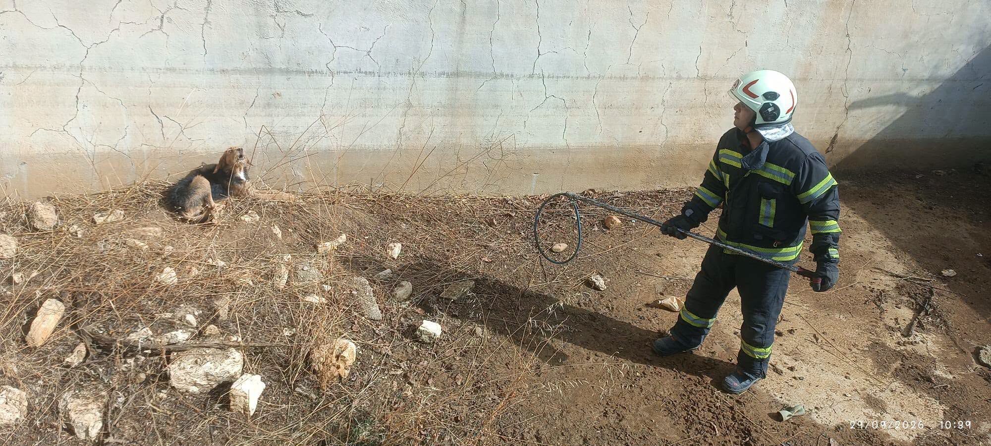Denizli Haber Kopek Havuz Kurtarma290920261