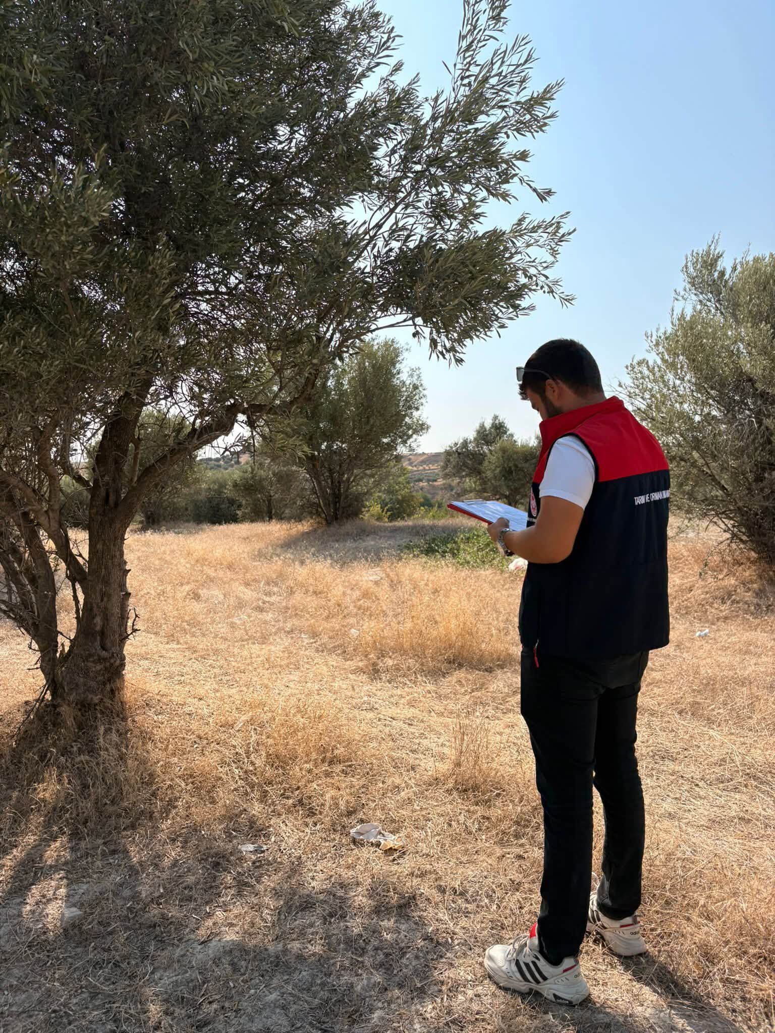 Denizli Haber Zeytin2 (1)-2