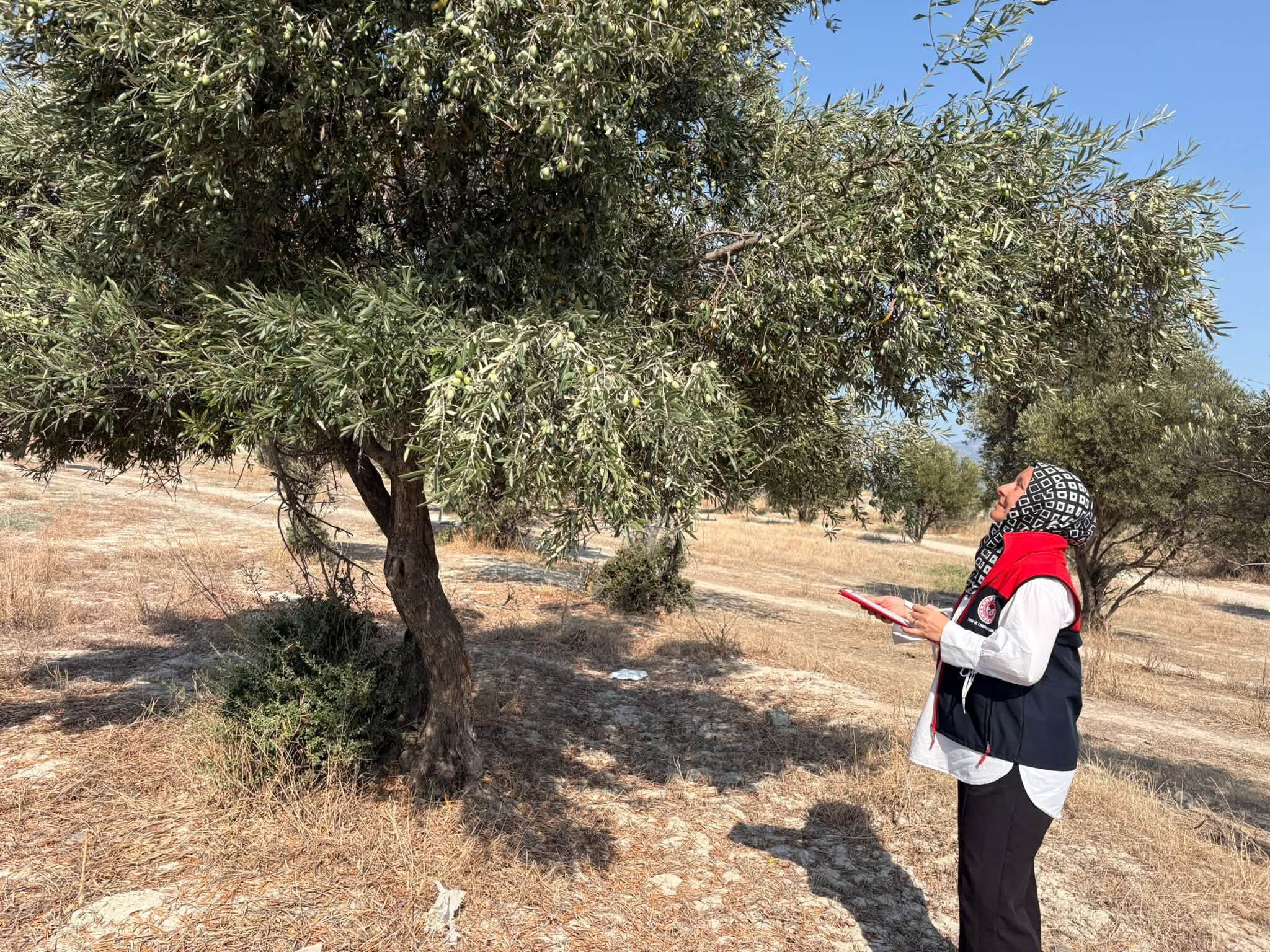 Denizli Haber Zeytin2 (2)-2
