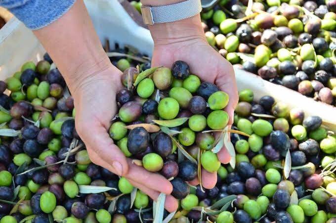 Buldan’da Zeytin İhalesi Yapılacak
