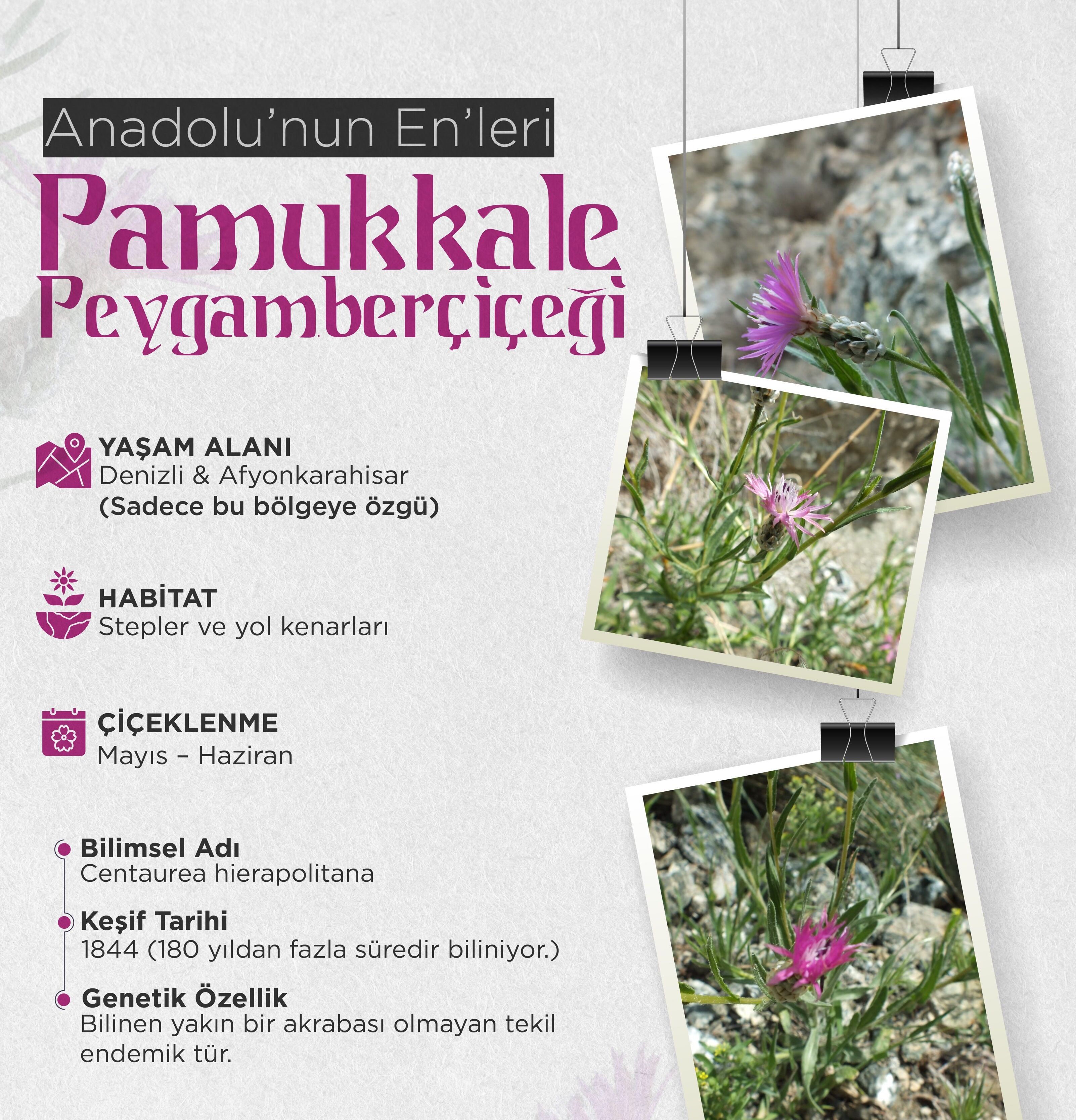 Denizlihabercicek