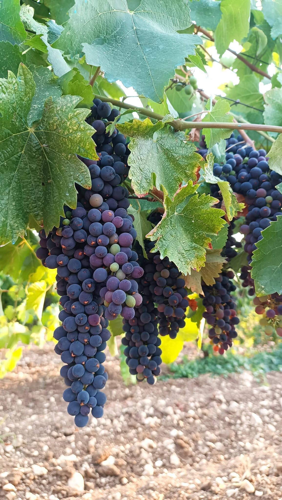 Denizlihaberuzum2