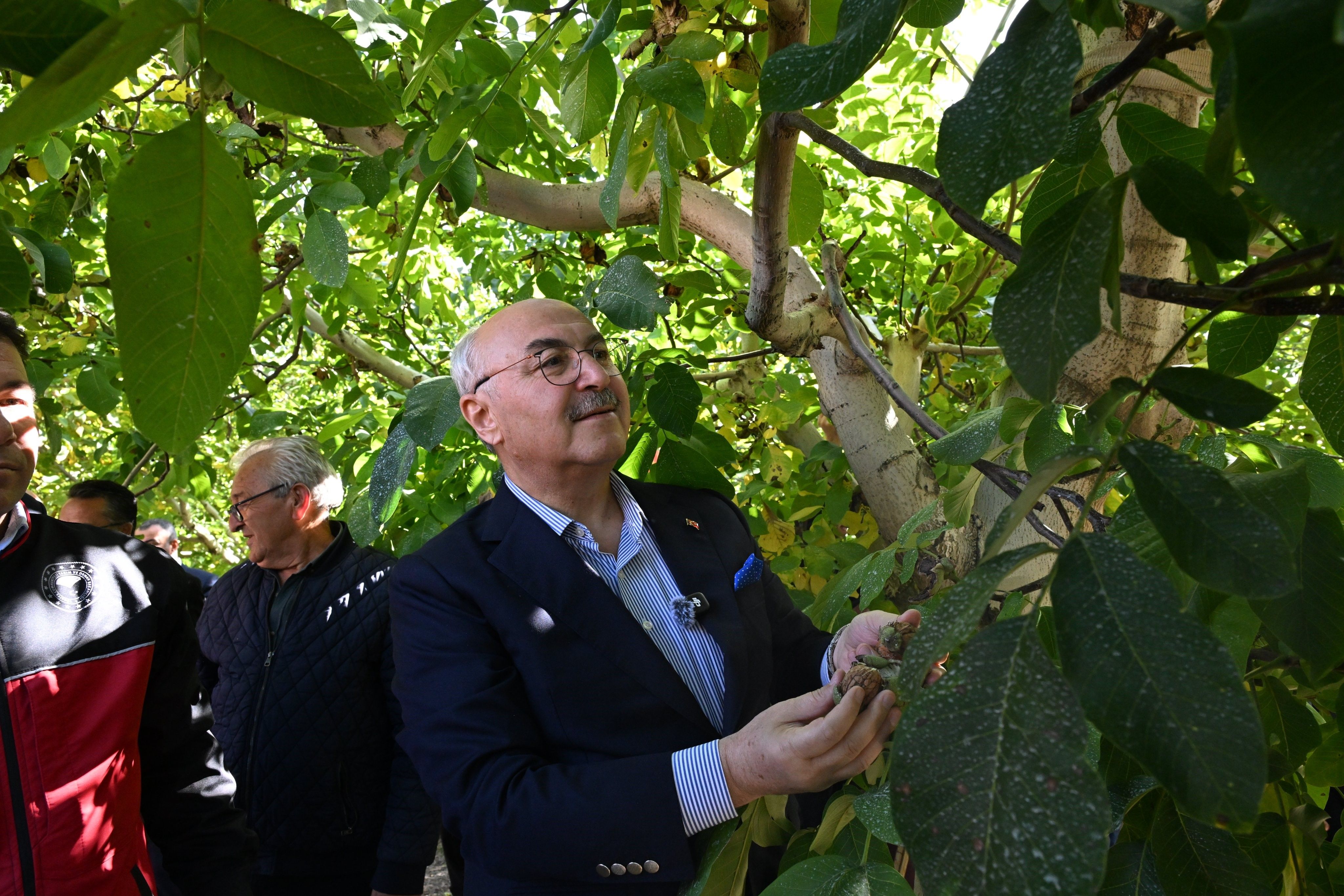 Denizli Haber Çamelihasat (2)
