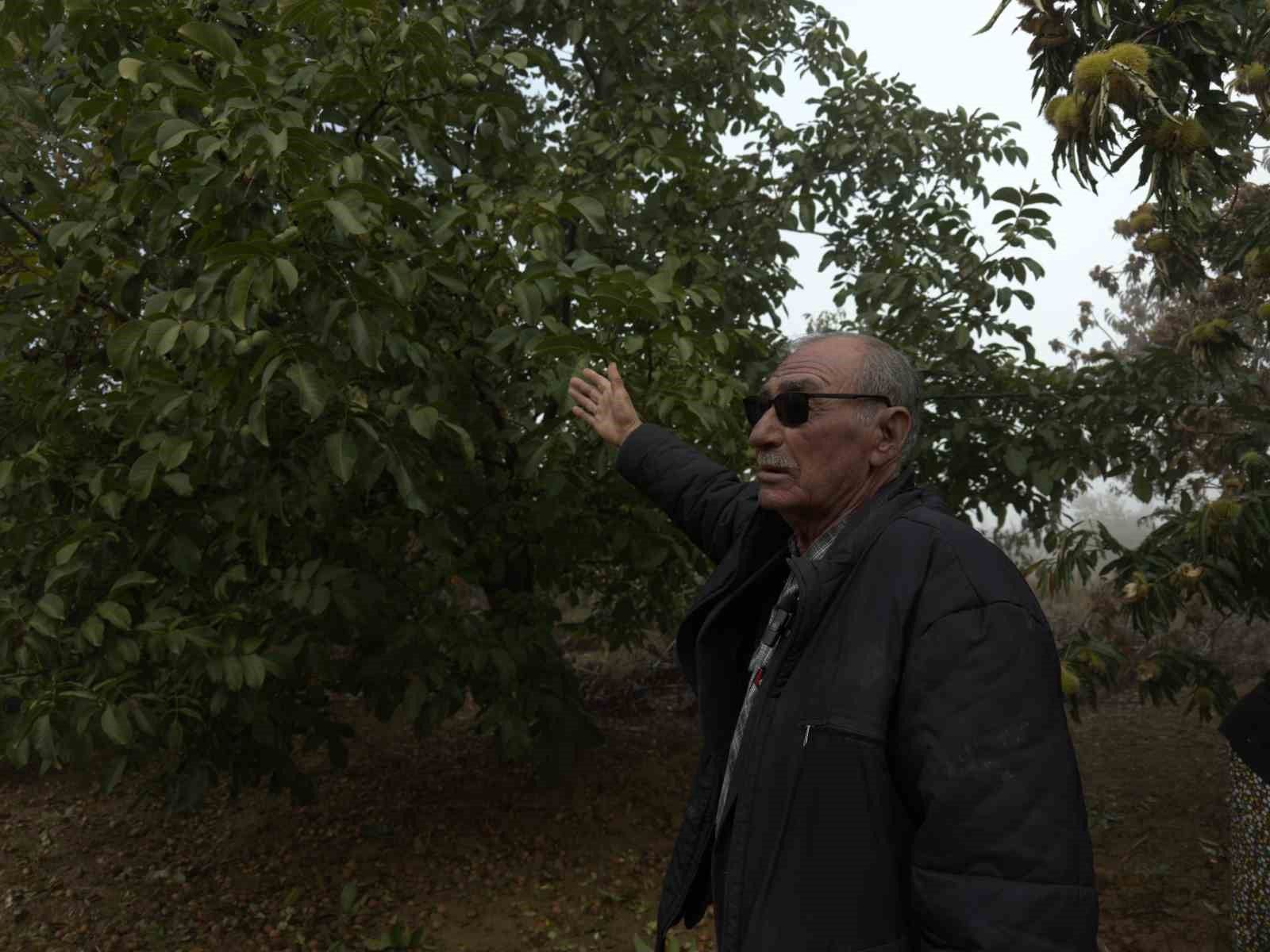Denizli Haber Ceviz191020261