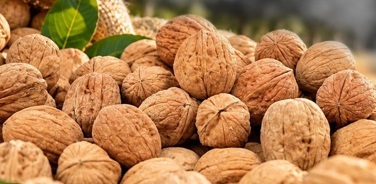 Çameli’de Ceviz Hasat Şenliği coşkusu yaşanacak