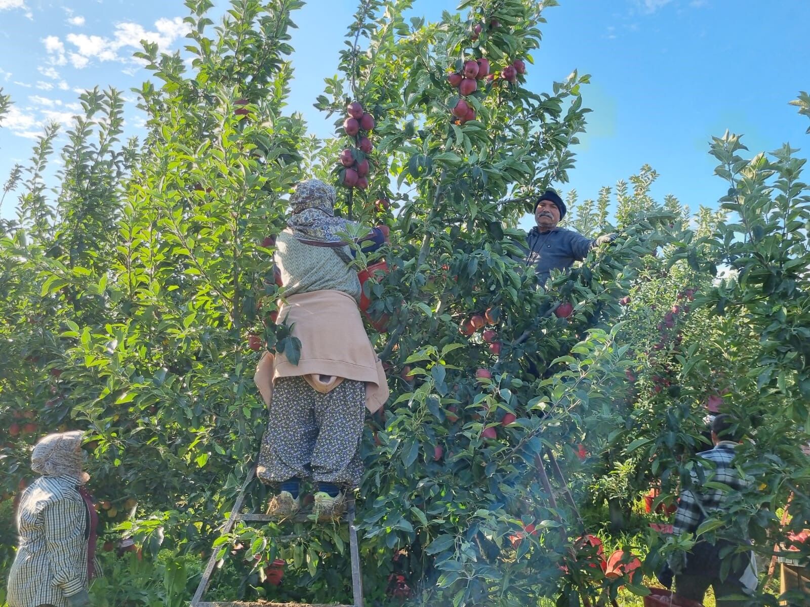 Denizli Haber Çivrilelmasıhasat (2)