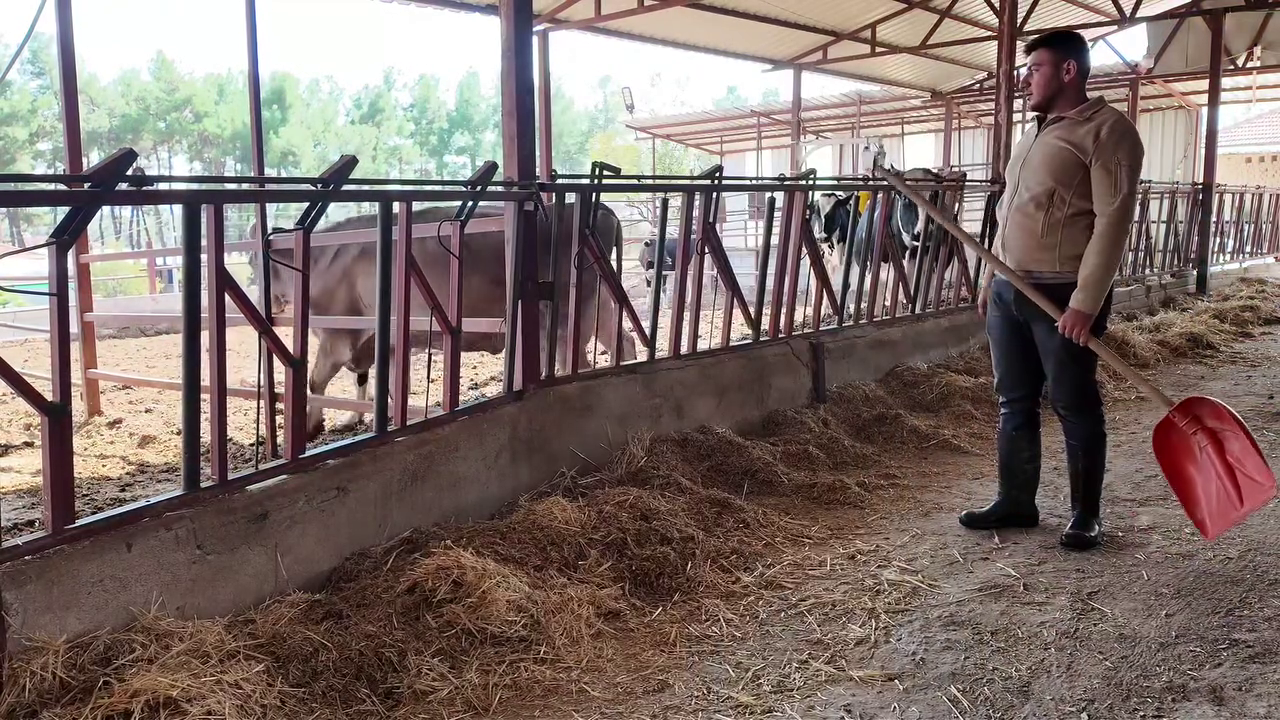 Denizli Haber Hayvancılıkta Yen Ibir Baslık Yaptı201020261