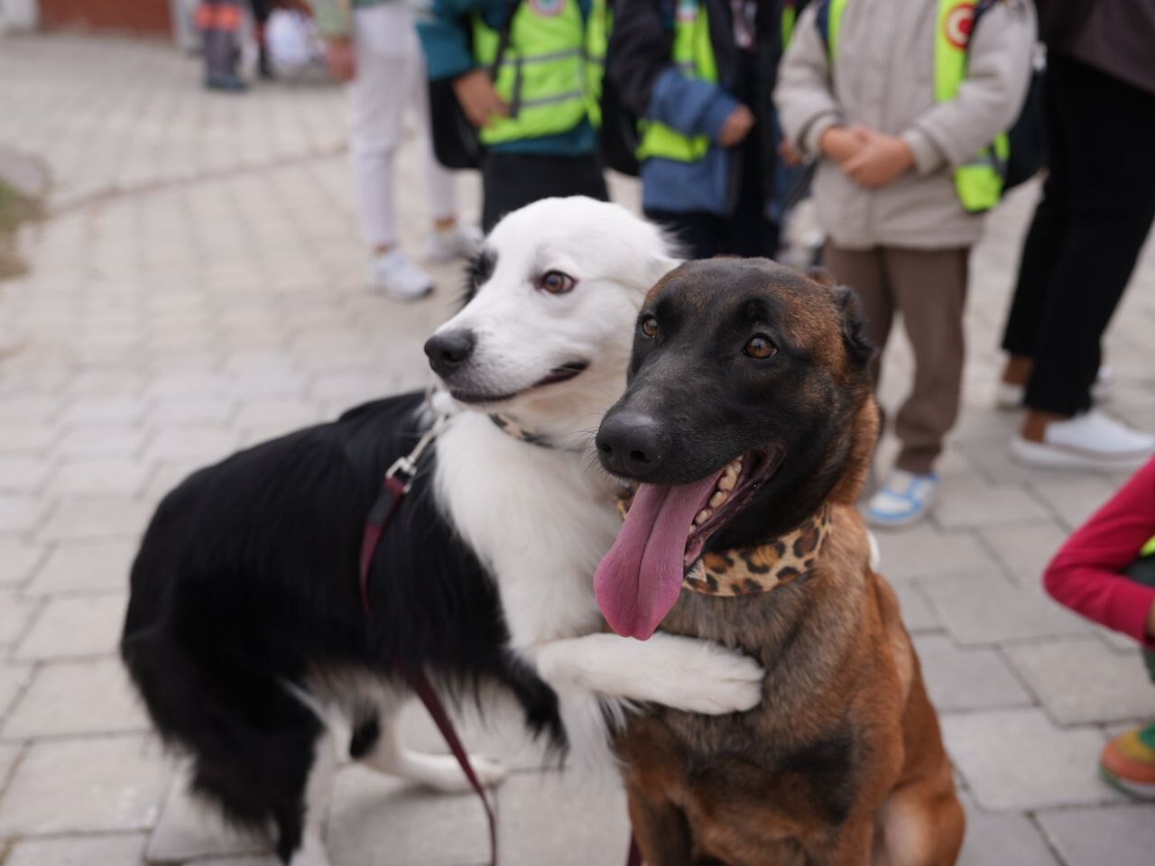 Denizli Haber Hayvanlarıkorumahaftası (1)