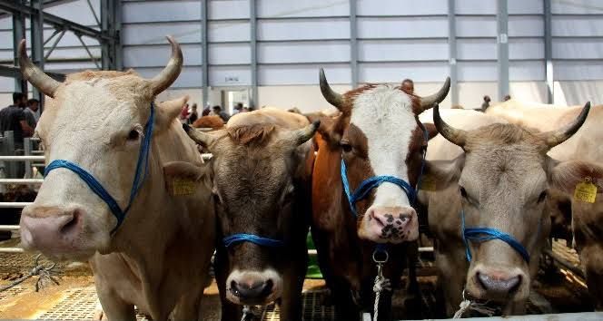Denizli Haber Hayvanpazarı (2)