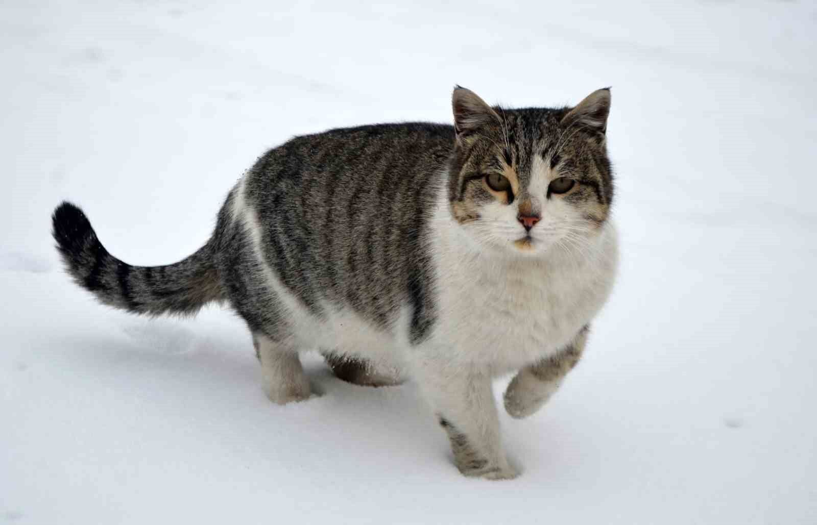 Denizli Haber Kedi-5
