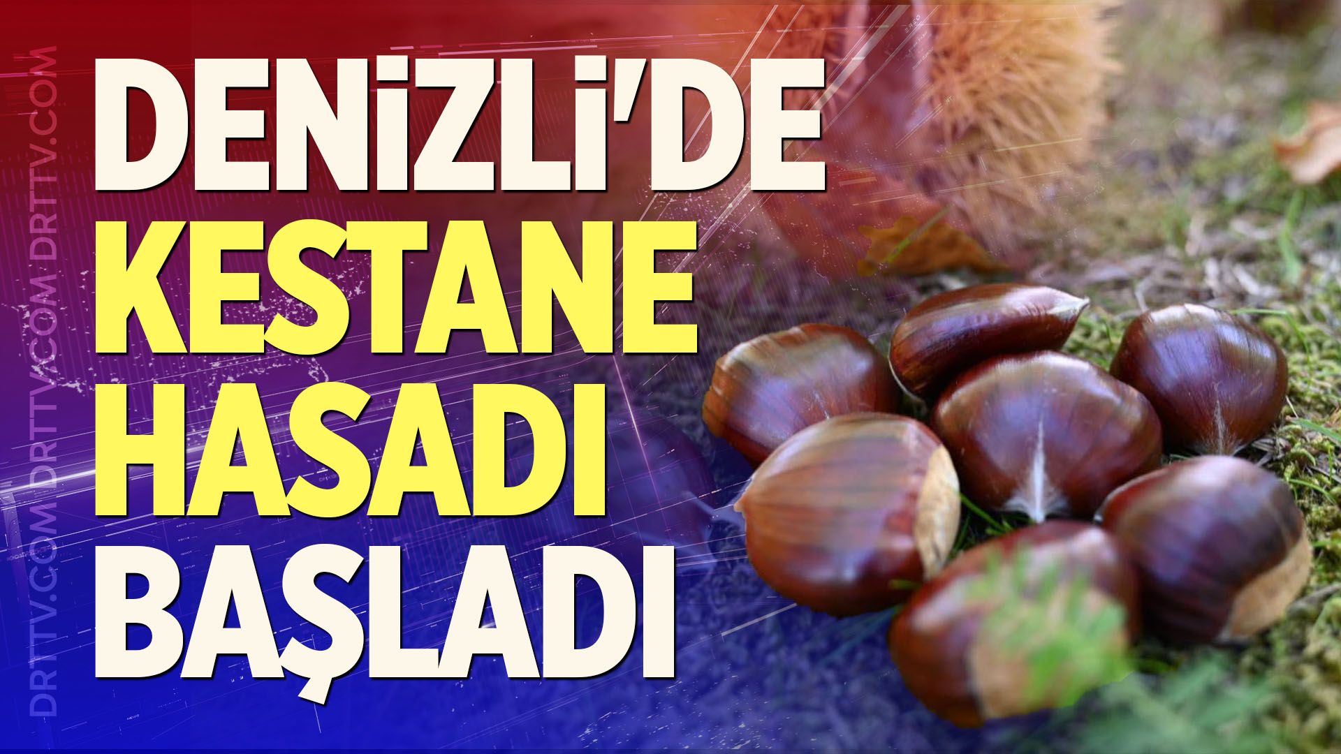 Denizli'de Kestane Hasadı Başladı